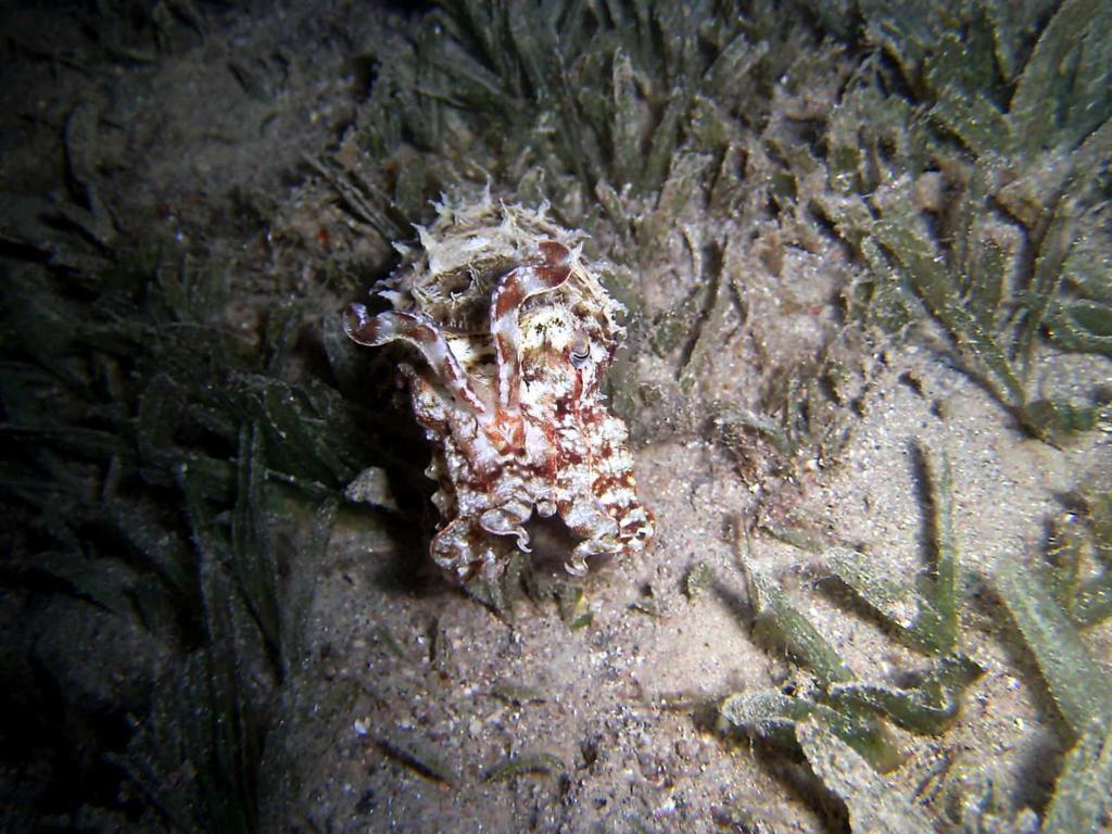 Arab Divers Dive Center And Bed & Breakfast Aqaba Exterior foto