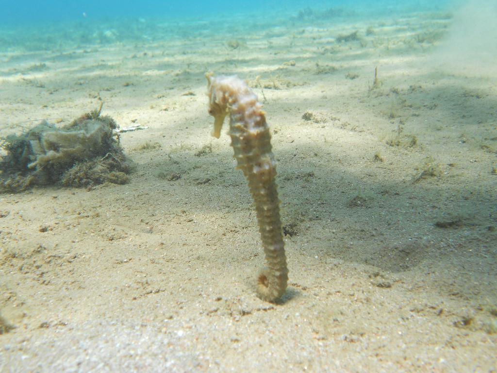 Arab Divers Dive Center And Bed & Breakfast Bed & Breakfast Aqaba Exterior foto