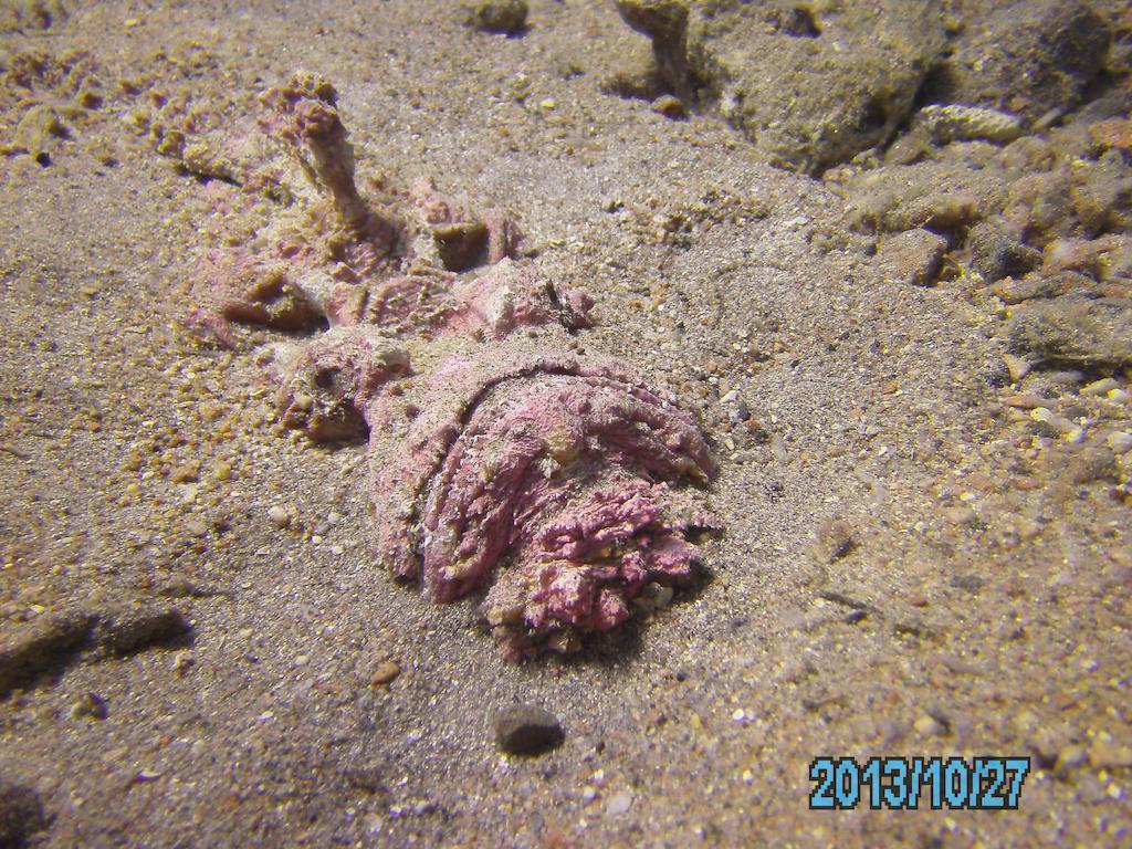 Arab Divers Dive Center And Bed & Breakfast Aqaba Exterior foto